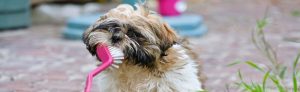 Why Professional Dental Care is Important for Your Pet 