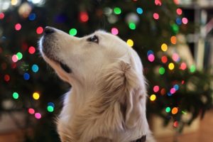 3 Key Reasons to Consider a Microchip for Your Dog in 2019