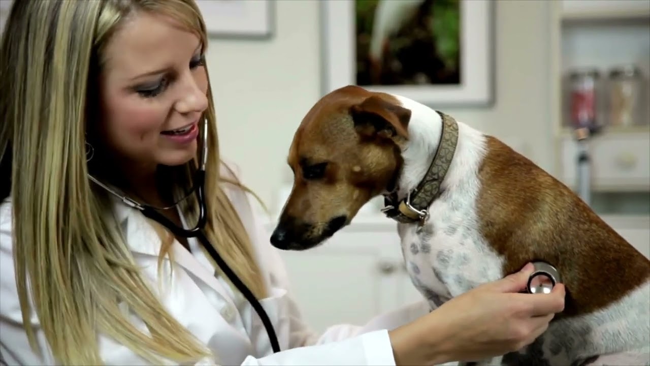 Learn the Facts About Canine Parvovirus