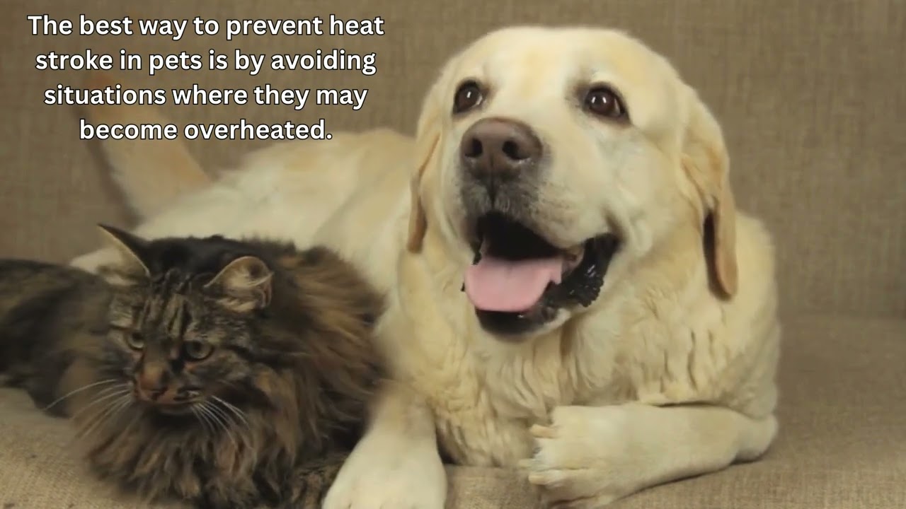Heat Stroke In Pets
