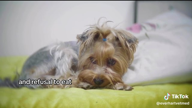 Leptosporosis: What is it and why should your dog be vaccinated?