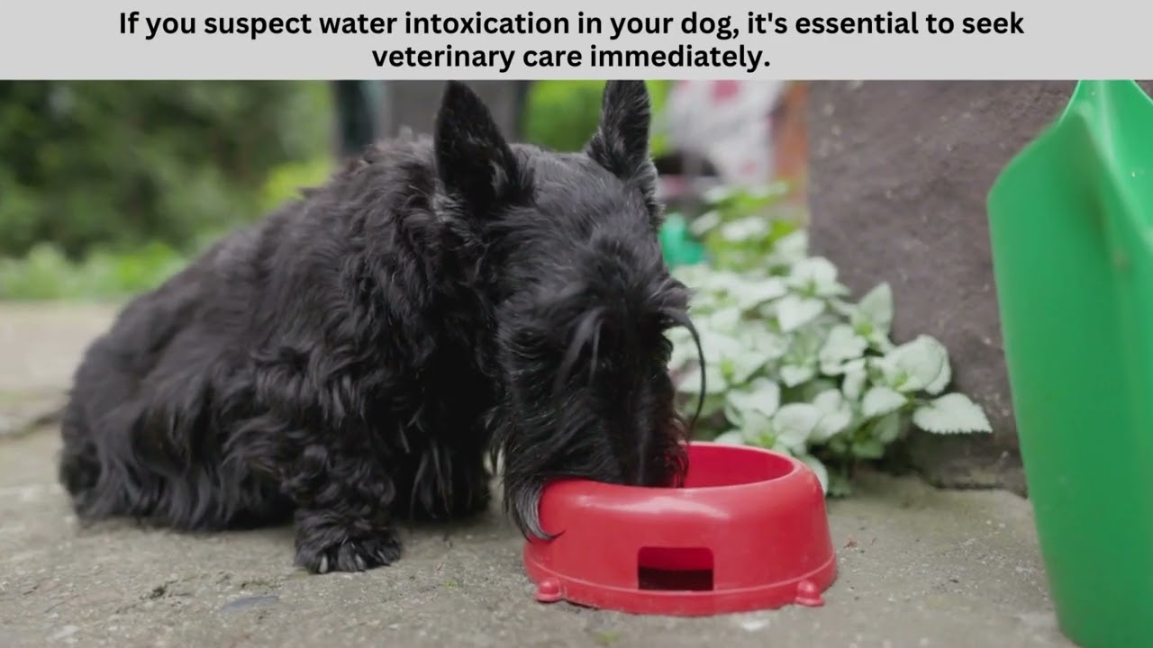 Water Intoxication in Dogs