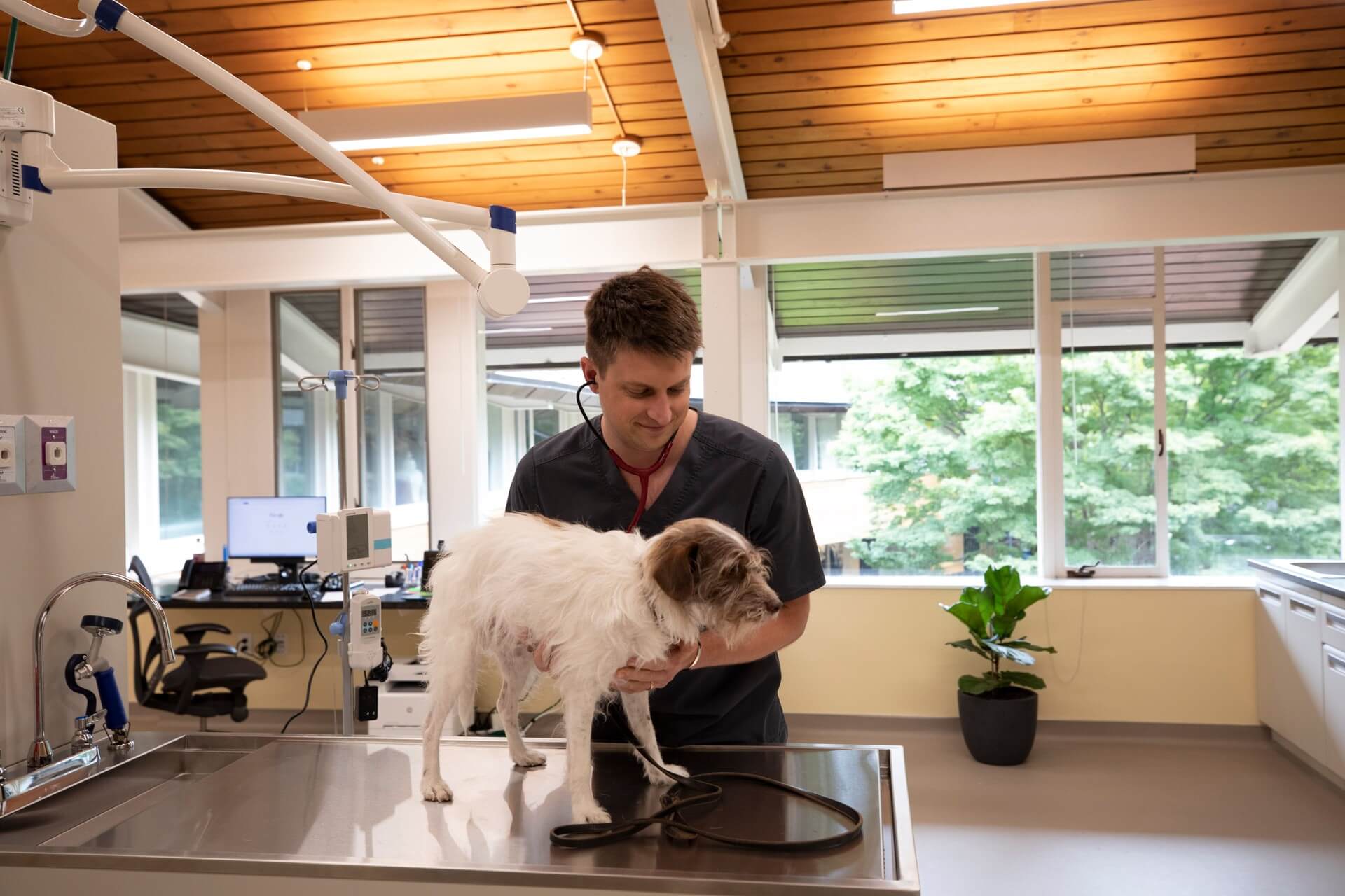 Dog examination – Everhart Veterinary Medicine, Village of Cross Keys