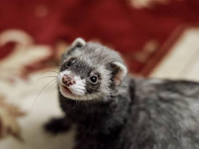 Curious gray and white ferret looking up at the camera, representing exotic pet veterinary care in Baltimore