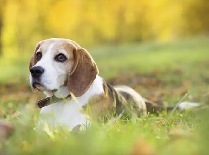 Is It Flea and Tick Prevention Time?