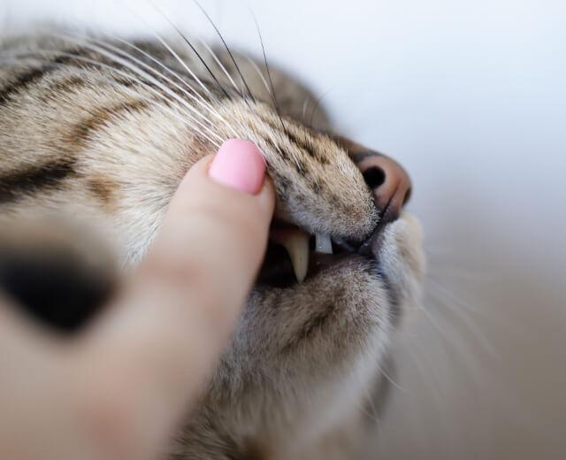Dentistry