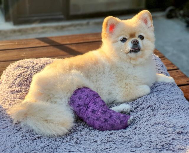 TPLO Surgery