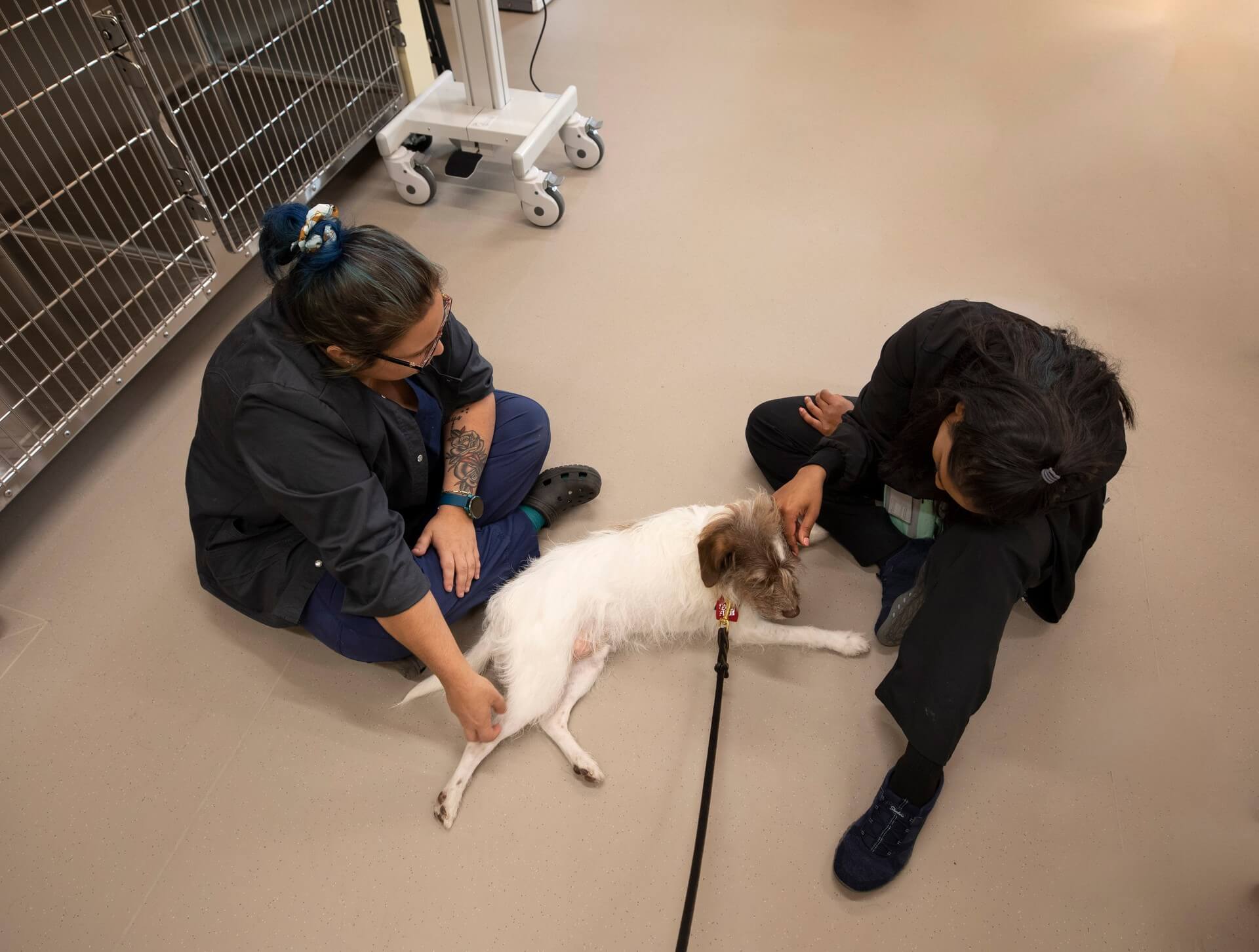 Veterinary team caring for a dog – Everhart Veterinary Medicine, Village of Cross Keys