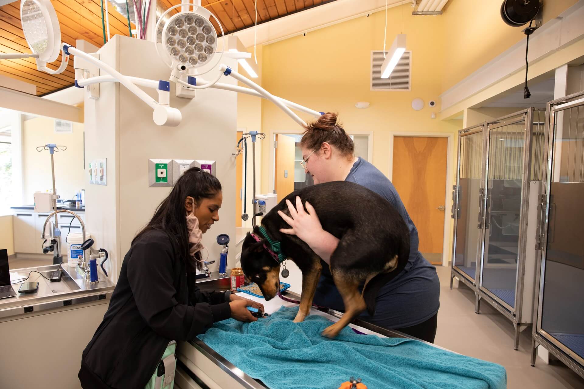 Veterinary team performing a procedure – Everhart Veterinary Medicine, Village of Cross Keys