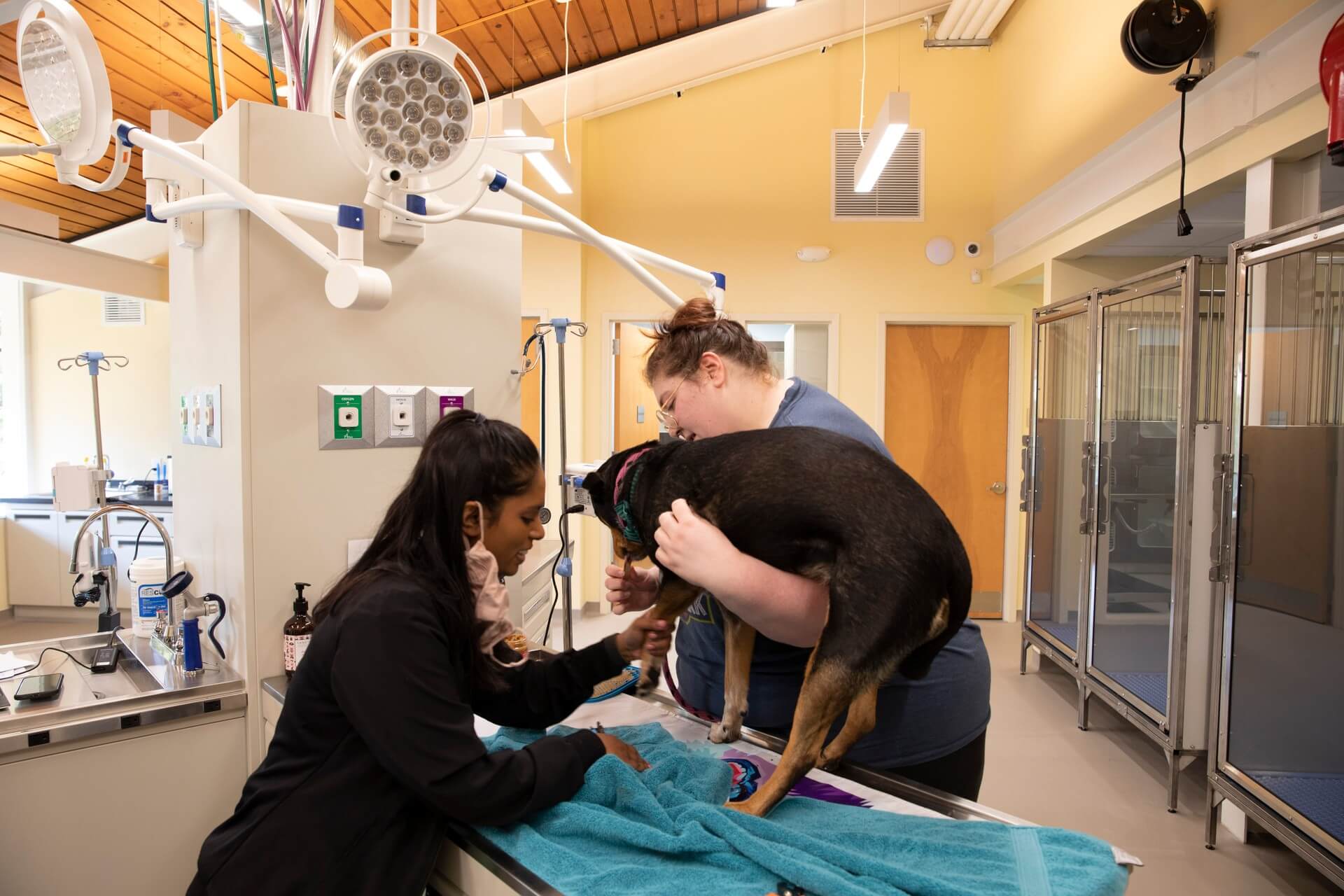 Veterinary team treating a patient – Everhart Veterinary Medicine, Village of Cross Keys