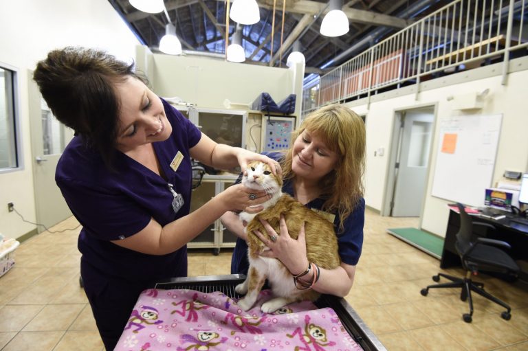 Veterinary Team Appreciation Week 2021 Everhart Veterinary Medicine