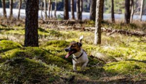 5 Tips to Prevent Overheating in Dogs