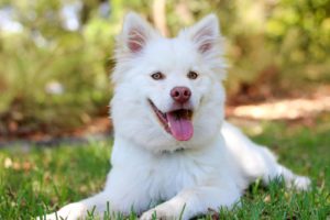 Dog Shedding: Expectations and Management