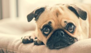 How to Recognize the Signs that Your Pet May be in Pain