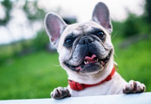 10 Best Dog Breeds for Kids