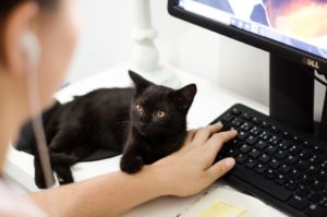 Entertaining Your Pet While Working at Home
