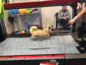 Canine Rehabilitation: A Rising Call