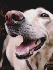 How to Give Your Dog Proper Dental Care