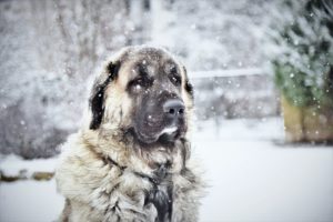 Cold Weather Safety Tips for Pets