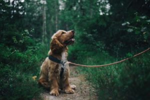 5 Signs of Seasonal Allergies Affecting Your Dog this Spring