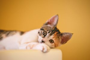 Urinary Blockage in Cats: What to Do