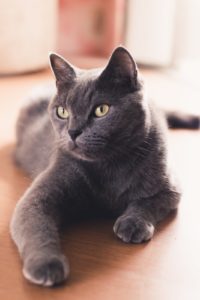 7 Signs that Your Cat is Happy in Your Home