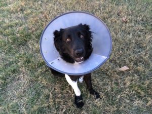 Spaying or Neutering Your Dog