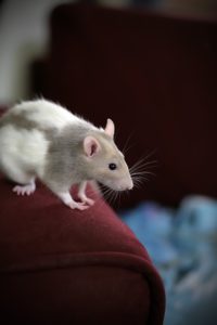 Why Rats Make Fantastic Pets