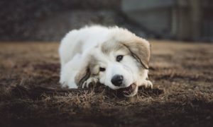 Puppy Teething Info