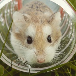 Best Small Pets to Own