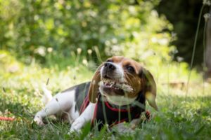 Why Do Dogs Eat Grass?