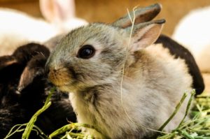 How to Care for a Pet Rabbit