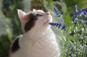 Care for Outdoor Cats in Summer