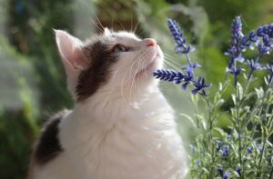 Indoor vs. Outdoor Cat Life