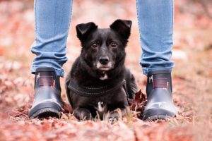 Thanksgiving Pet Safety Tips