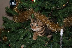 cat in Christmas tree