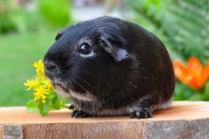 How to Care for a Guinea Pig