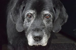 Tips for Caring for Senior Dogs