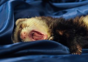 Do Ferrets Make Good Pets?