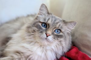 How to Deal with Matted Cat Hair