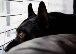 Signs of Blindness in Dogs