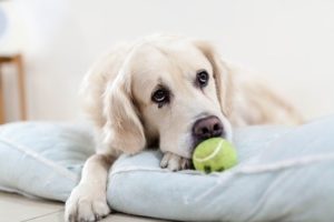 Tips for Buying Safe Dog Toys