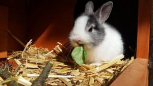 Keeping Your Rabbit Cool in Summer