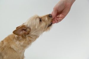 7 Ways to Give Your Pet Medicine