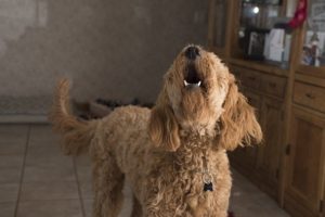 Why a Dog Barks Excessively