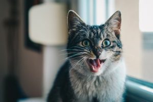 How to Care for Your Cat’s Teeth