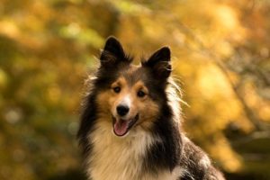 Fall Pet Care Tips