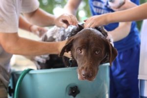 How to Bathe a Dog Who Hates Baths