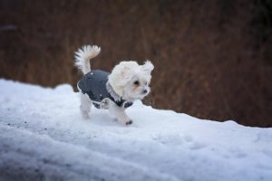 Does Your Dog Need a Winter Coat?