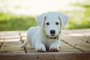 how can i get my puppy to survive teething